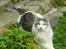 Maine Coon Milkiway - August 2012
1 år og 10 måneder gammel