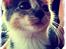 Huskat Astrid