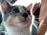 Huskat Astrid