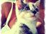 Huskat Astrid
