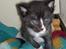 Huskat Niko
