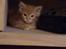 Maine Coon Cherie <3