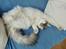 Maine Coon Milkiway - August 2012
1 år og 10 måneder gammel