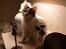Maine Coon Tais