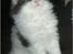 Maine Coon Tais