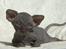 Sphynx Siff