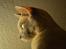 Burmeser Mea Culpa's Peanut