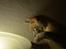 Burmeser Mea Culpa's Peanut