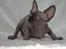 Sphynx Siff