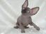 Sphynx Siff