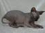 Sphynx Siff