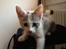 Huskat Chloe