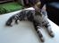 Maine Coon chili - 24 uger
