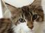Maine Coon Zeus
