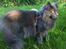 Maine Coon Atcoons Hello Kitty - Vega