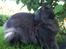 Maine Coon Atcoons Hello Kitty - Vega