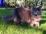 Maine Coon Atcoons Hello Kitty - Vega