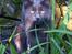 Maine Coon Atcoons Hello Kitty - Vega