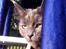 Maine Coon Atcoons Hello Kitty - Vega