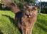 Maine Coon Atcoons Hello Kitty - Vega