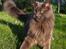 Maine Coon Atcoons Hello Kitty - Vega