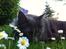 Maine Coon Atcoons Hello Kitty - Vega