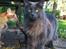 Maine Coon Atcoons Hello Kitty - Vega