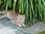 Maine Coon Bobby L Teddy Bear