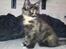 Maine Coon R.I.P Askepot 17-12-12
