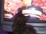 Maine Coon R.I.P Askepot 17-12-12