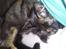 Maine Coon R.I.P Askepot 17-12-12