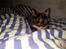 Maine Coon R.I.P Askepot 17-12-12