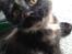 Maine Coon R.I.P Askepot 17-12-12