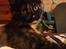 Maine Coon R.I.P Askepot 17-12-12