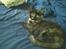 Maine Coon R.I.P Askepot 17-12-12