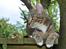 Huskat Ayu