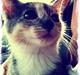 Huskat Astrid