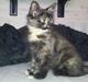 Maine Coon R.I.P Askepot 17-12-12