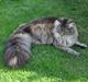 Maine Coon Redline Jade
