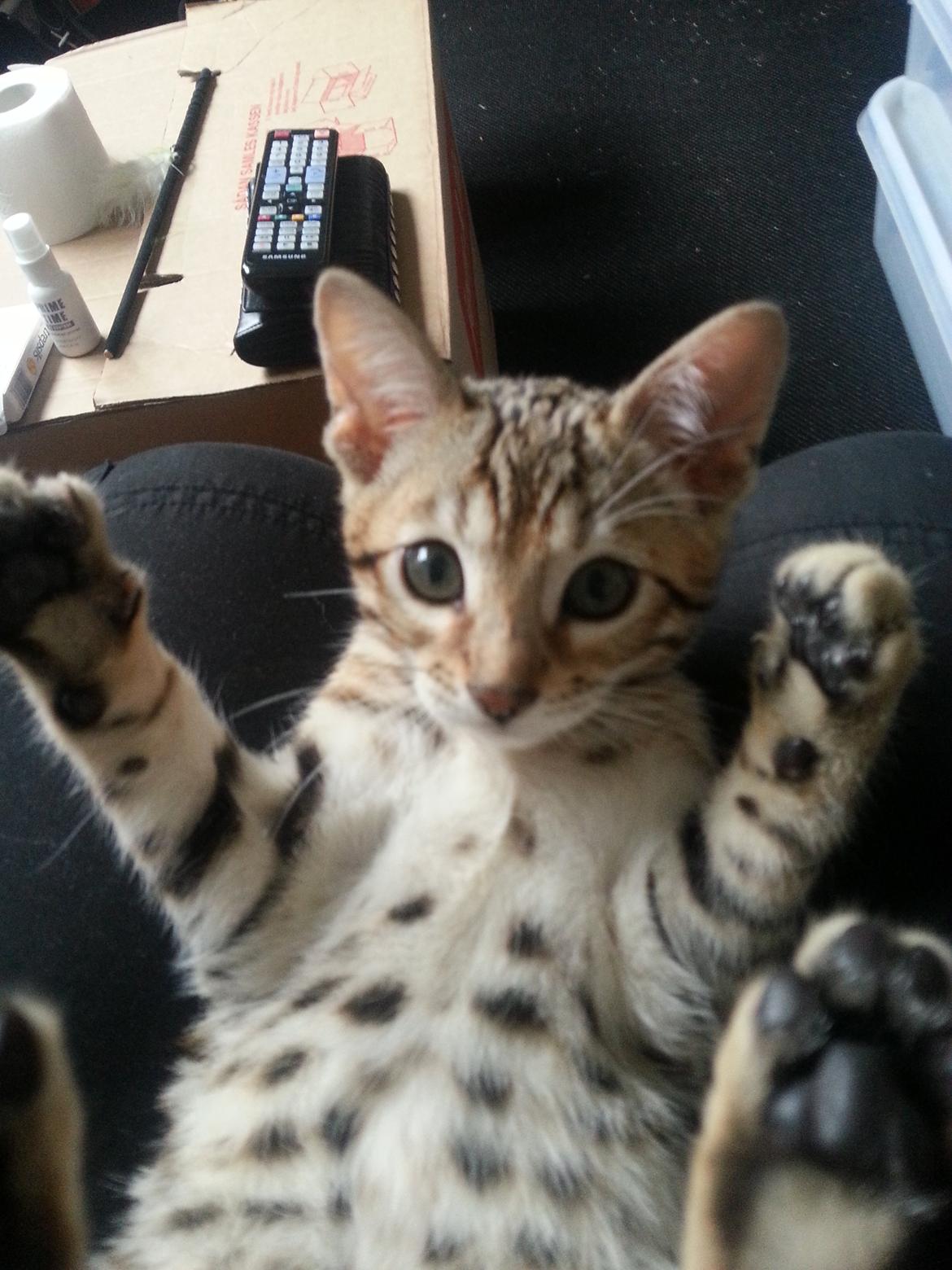 Bengal Pandora alias Panda billede 1