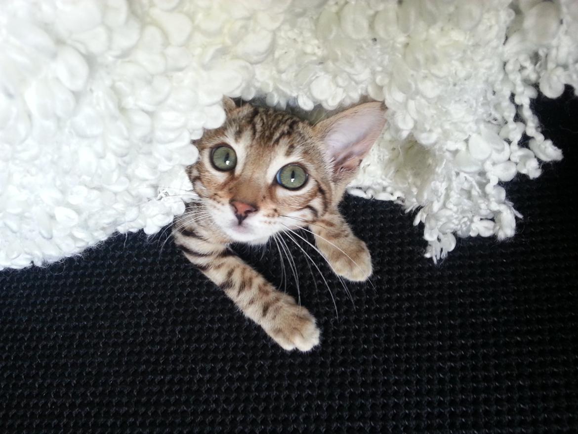 Bengal Pandora alias Panda billede 2