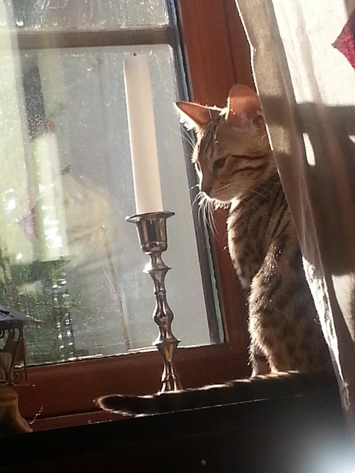 Bengal Pandora alias Panda billede 3