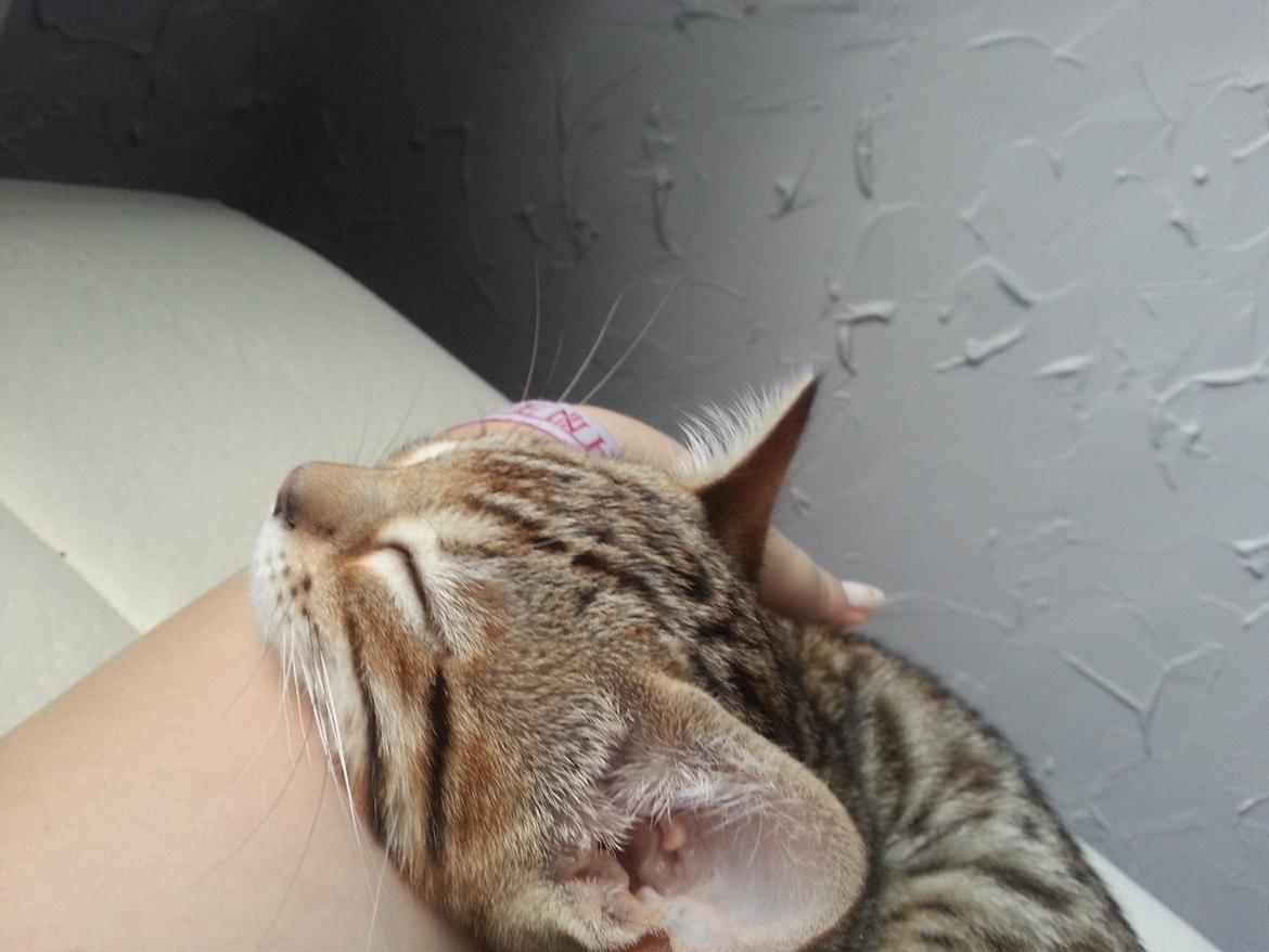 Bengal Pandora alias Panda billede 4