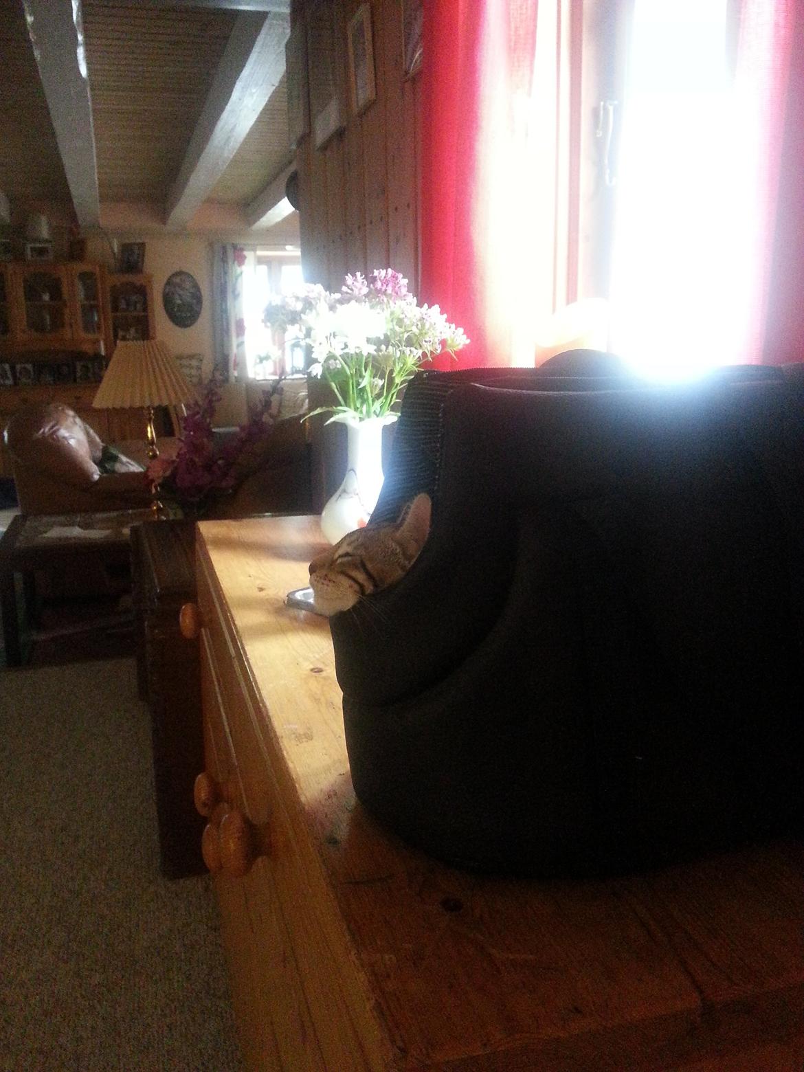 Bengal Pandora alias Panda billede 5