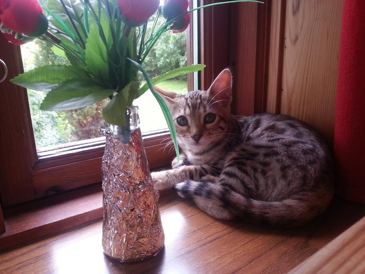 Bengal Pandora alias Panda billede 6