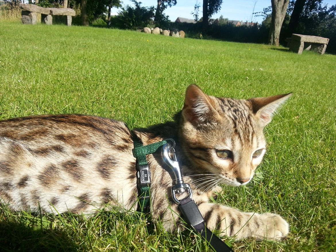 Bengal Pandora alias Panda billede 7