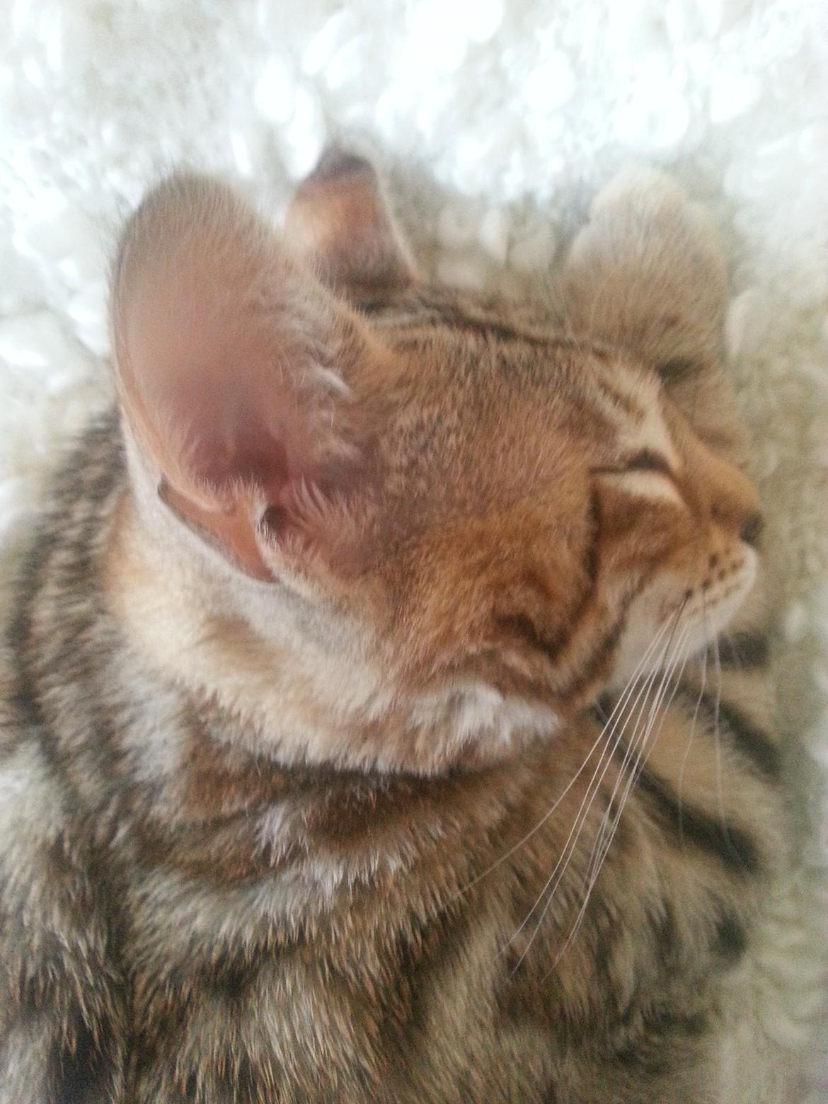 Bengal Pandora alias Panda billede 8