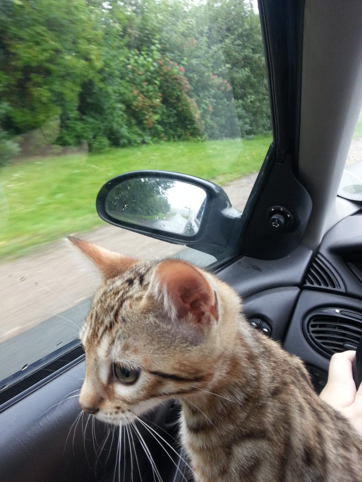 Bengal Pandora alias Panda billede 9