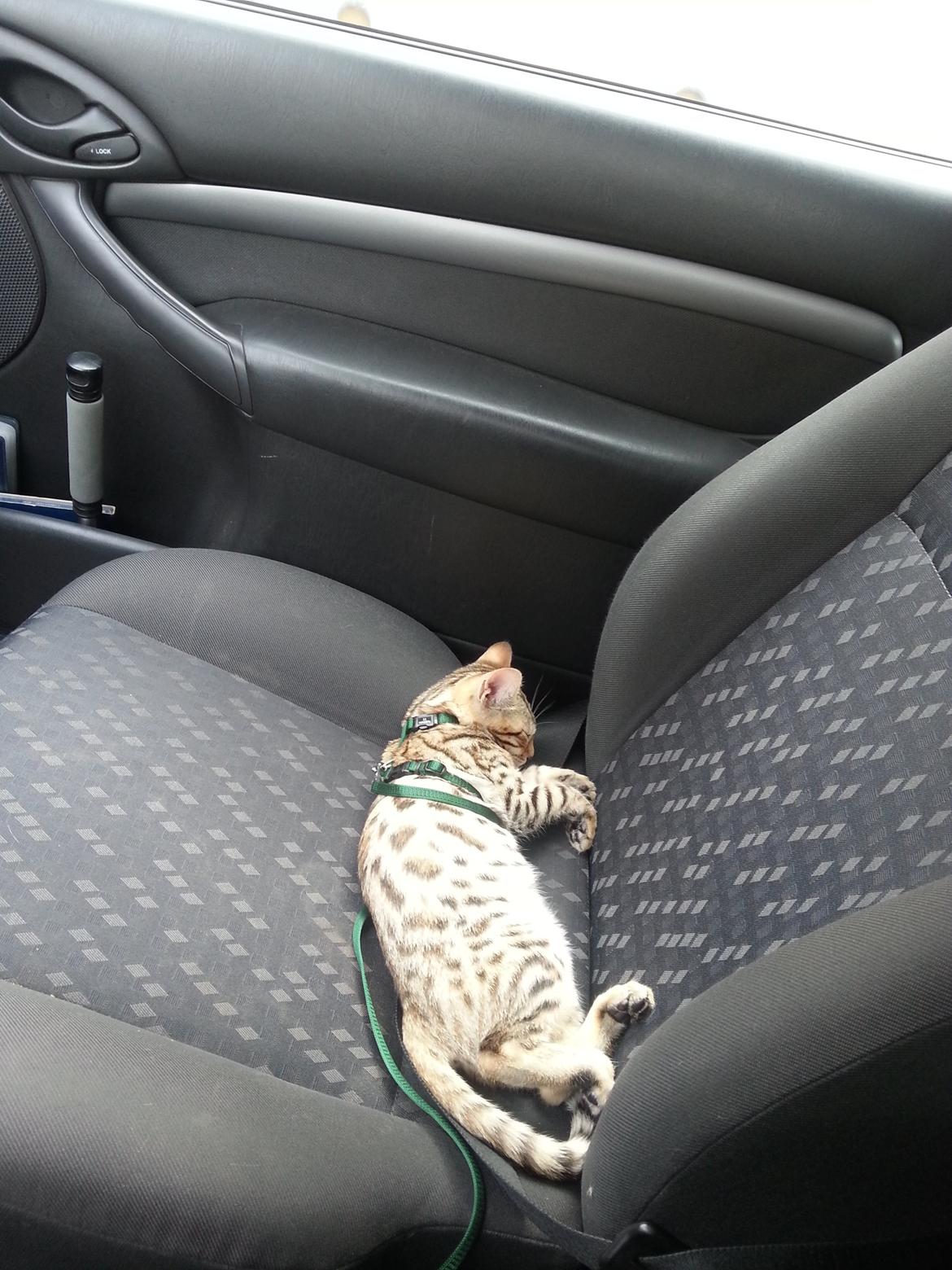 Bengal Pandora alias Panda billede 10