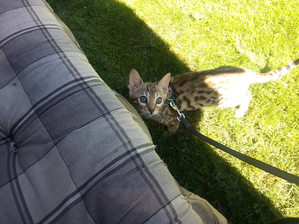 Bengal Pandora alias Panda billede 11